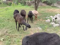 Montone, Rhon sheep — foto 3