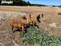 Widder, Cameroon sheep — Foto 7