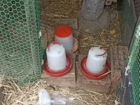 Chickens — عکس 6