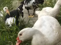 Ducks — รูปภาพ 4