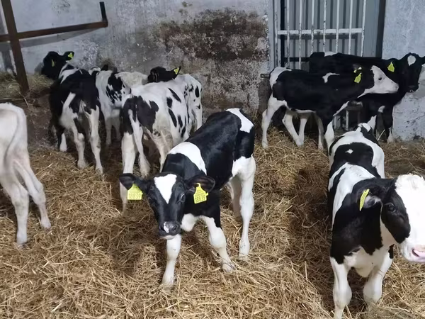 Býk, Russian Black pied cattle