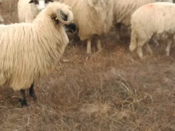 Sheep, Sheep — Moldova