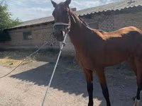 Kůň, Horse breed — foto 1