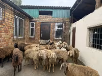 كبش, Rhon sheep — الصورة 4
