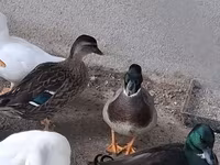 Ducks — foto 3