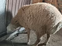 Kambing jantan, Sheep — foto 1