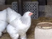 Brahma — foto 7