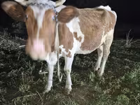 گاو ماده, Simmental cattle — عکس 3