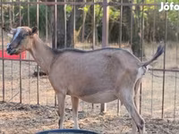 பெண் வெள்ளாடு, Alpine goat — புகைப்படம் 1