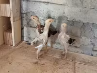 Chickens — fotografija 2