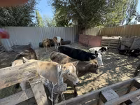 Krowa, Russian Black pied cattle — zdjęcie 2