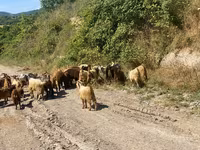 Caprone, Capre — foto 5