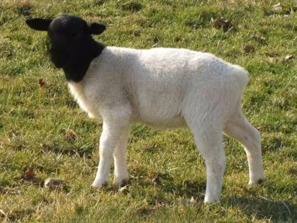 แกะตัวเมีย, Dorper sheep