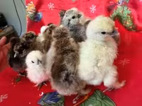 Silkie — foto 4