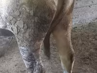 Krowa, Bydło — zdjęcie 4