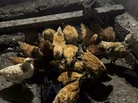 Chickens — sawirka 1