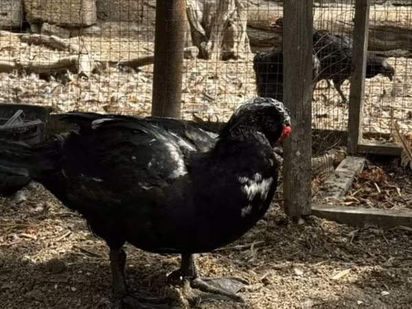 Ducks