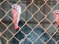 Turkeys — 사진 4