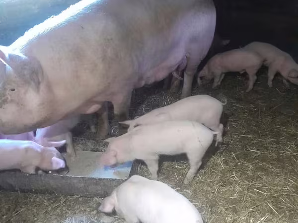 Porci (lot, sex nespecificat), Porci — Kazahstan