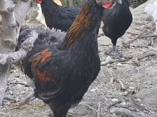 Chickens