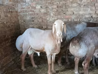숫양, Arashan sheep — 사진 5