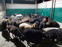 قوچ, گوسفند — عکس 3
