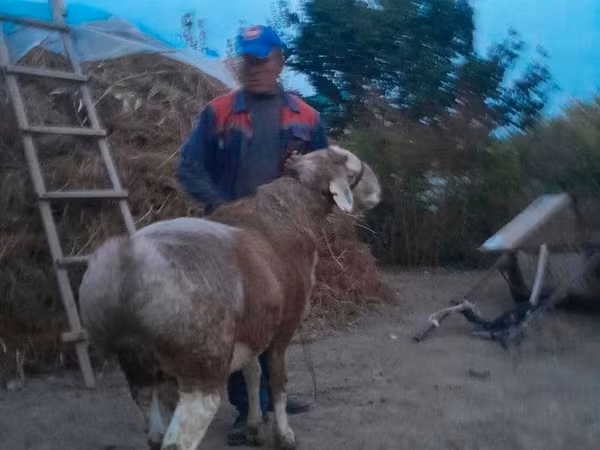 قوچ, گوسفند