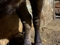 گاو ماده, Swiss cattle — عکس 2