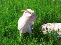 Буз, Saanen goat — акс 5