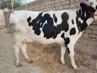 Koe, Holsteinras — foto 3
