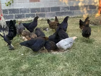 Chickens — picha 6
