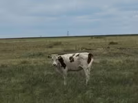 Ko, Latvian Blue cattle — foto 3