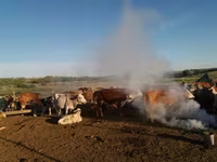 گاو ماده, Simmental cattle — عکس 6