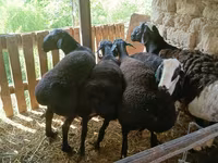 Bélier, Rhon sheep — photo 5