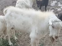Koza, Alpine goat — foto 1