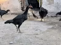 Chickens — تصویر 1