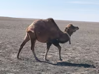 Geel lab, Kazakh Bactrian camel — sawirka 1