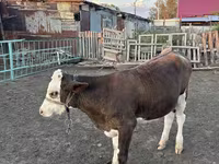 گاو ماده, Russian Black pied cattle — عکس 4