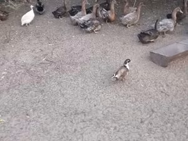 Руан