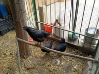 Chickens — புகைப்படம் 7