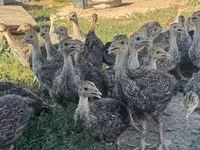 Turkeys — foto 4