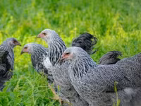 Brahma — foto 3