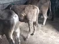 황소, Russian Black pied cattle — 사진 7