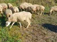 Får, Karabakh sheep — foto 1