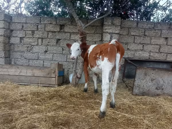 Krava, Simmental cattle