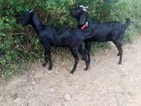 Koza, Kozy — foto 2