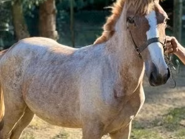 Horse (M), Horses — Hungary