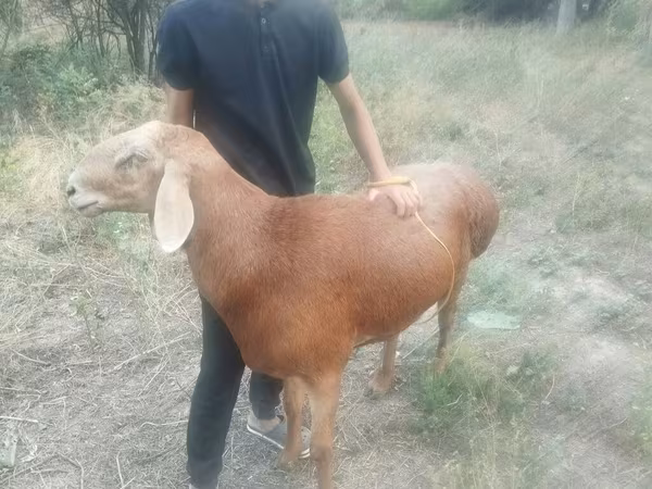 میش, Edilbay sheep