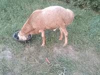 Montone, Edilbay sheep — foto 1