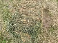 Сено в тюках (прямоугольные кипы) - Заготовлено на луговых угодьях; - — foto 5